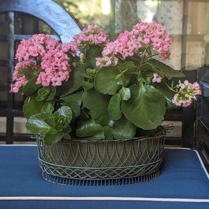 Rare Vintage French Style Oval Wire Basket, Jardiniere